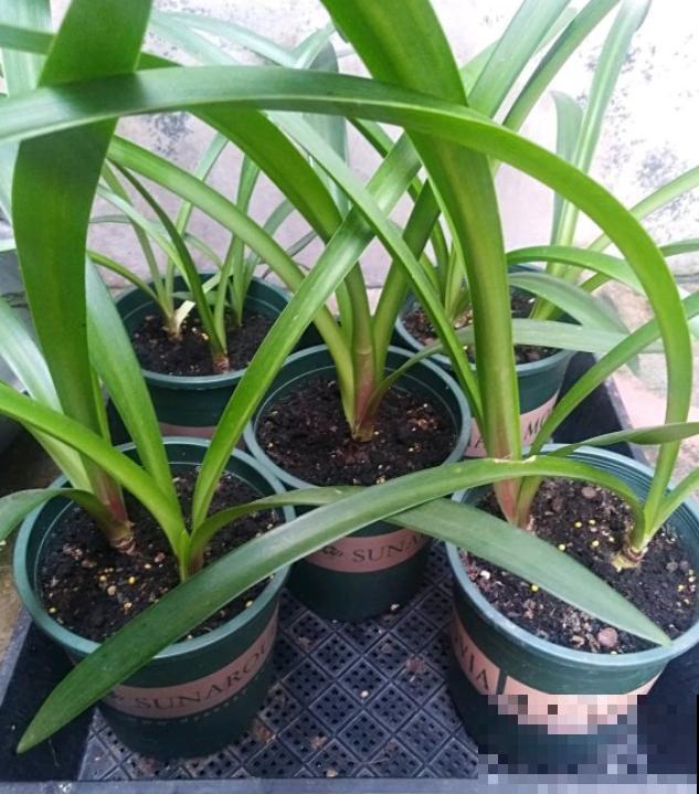 为什么朱顶红要休眠?因为不休眠,很可能不开花! 为什么朱顶红要休眠?因为不休眠,很可能不开花!