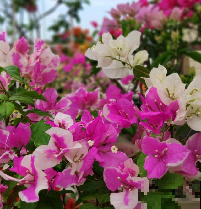 最适合各个地方养的花，快看你的家乡，适合养哪些花！