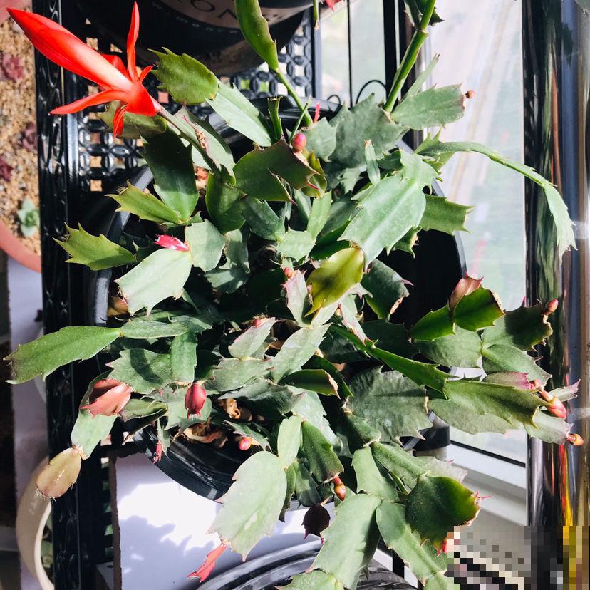 蟹爪兰要“贴秋膘”，肥水安排上，10月冒出满盆花苞