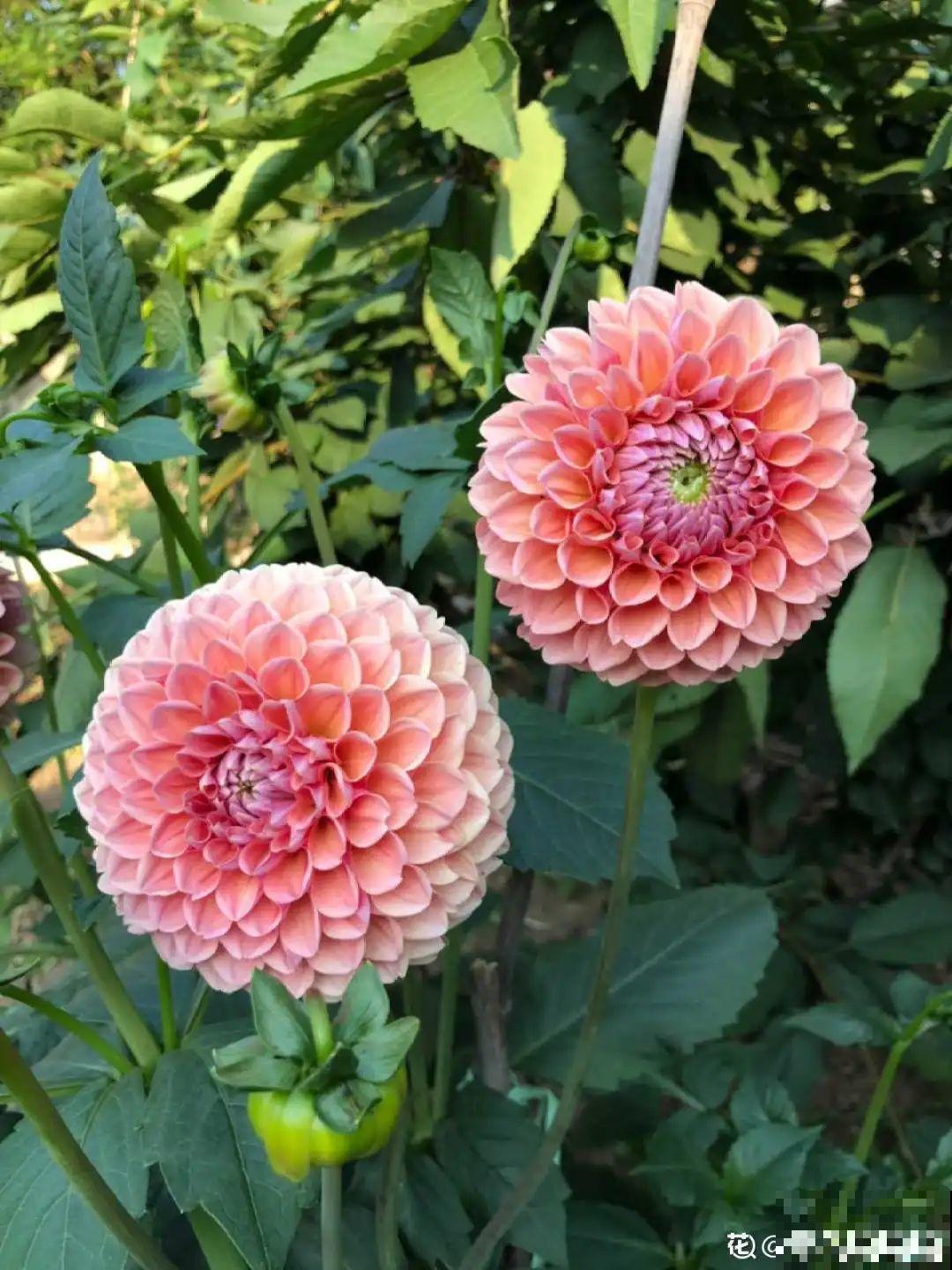 11种花,下个月就开花,现在养护是关键! 11种花,下个月就开花,现在养护是关键!