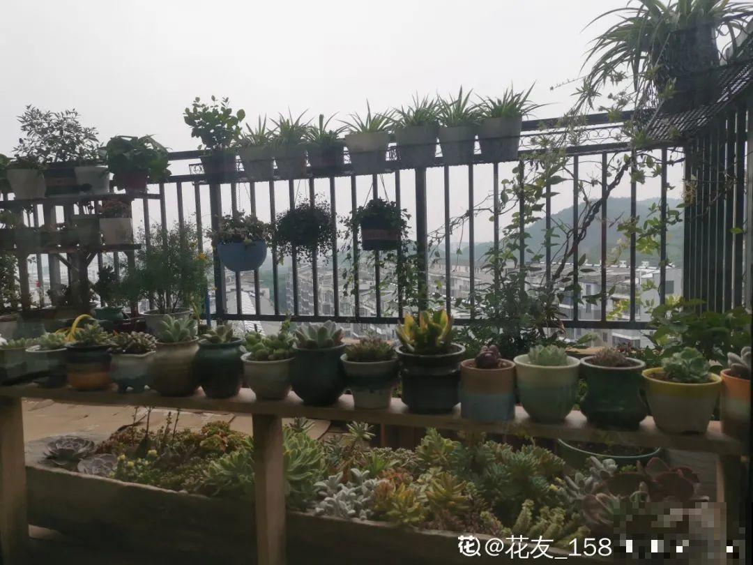 家里4个角落别浪费，分别养些好看的花，一年就能变花园！