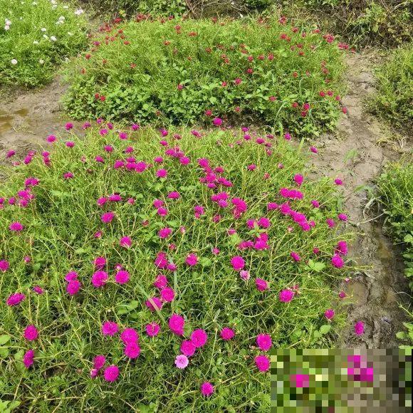 种花赚钱？要是有块地，真的发财了！