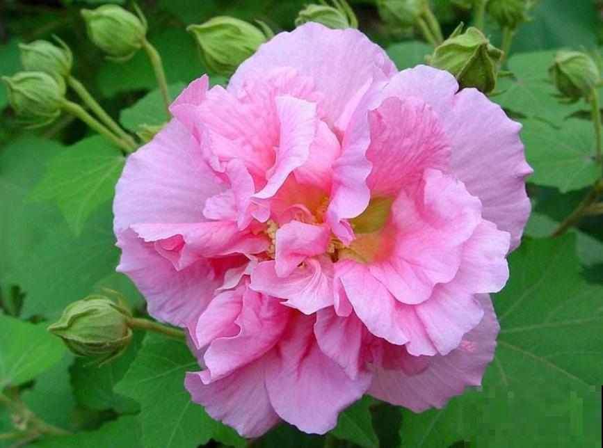 一句诗一种花,根据诗句猜花名,全猜对的是个文化人 一句诗一种花,根据诗句猜花名,全猜对的是个文化人