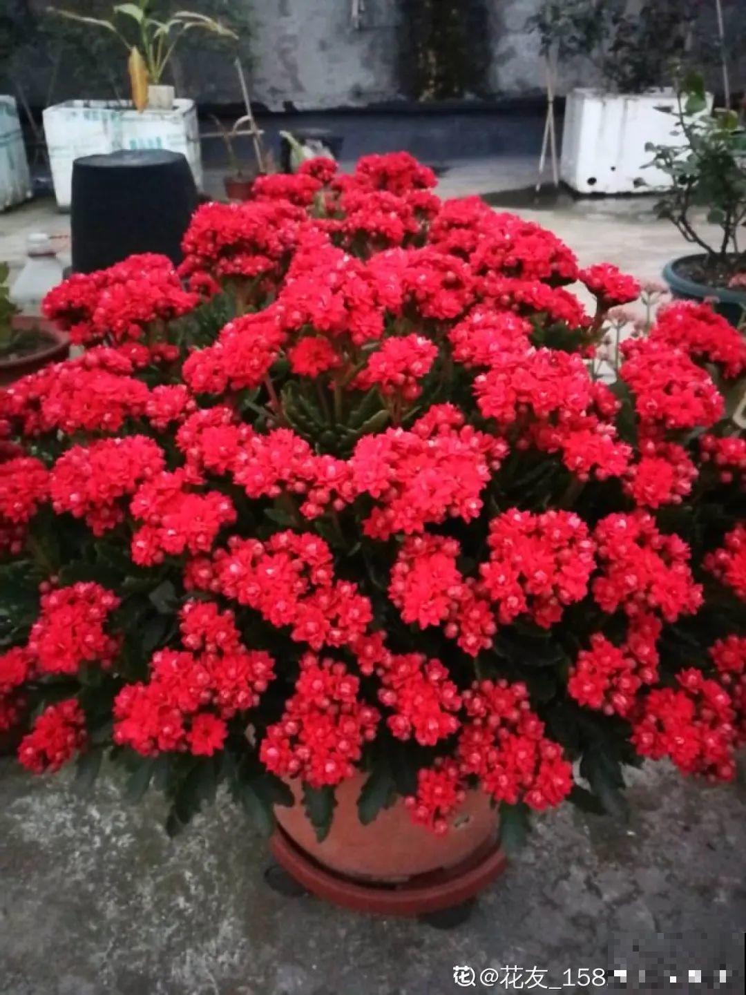 下个月开始，这10种花不能剪，剪了没花看，白养大半年！