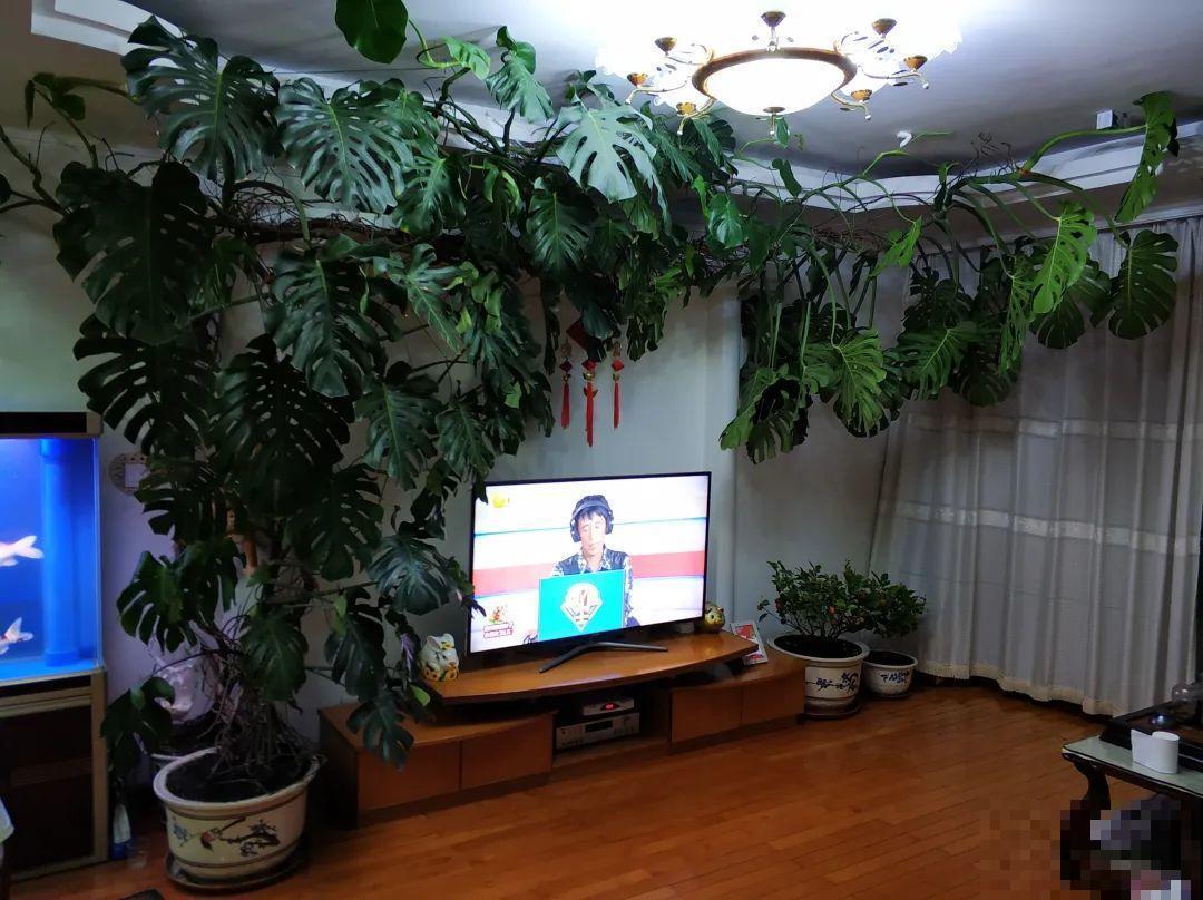 1米7的天竺葵，开花成瀑布，太震撼了