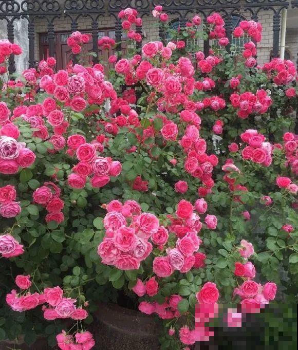 捡了3个大水缸，种上这几种花，放门口太霸气了！