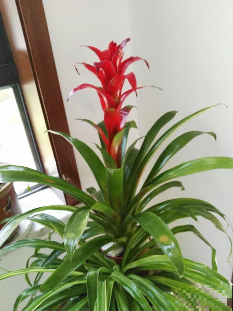 家里养盆鸿运当头,红红火火,邻居看了竖大拇指! 家里养盆鸿运当头,红红火火,邻居看了竖大拇指!