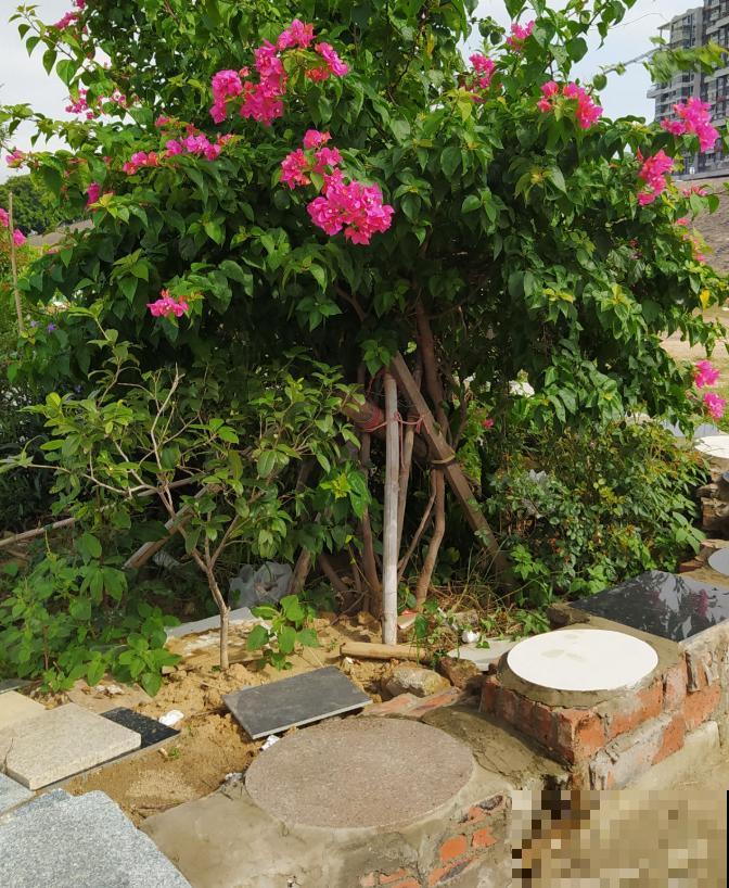 七旬老人,花6年时间在江边造花园,大风大浪都不怕! 七旬老人,花6年时间在江边造花园,大风大浪都不怕!