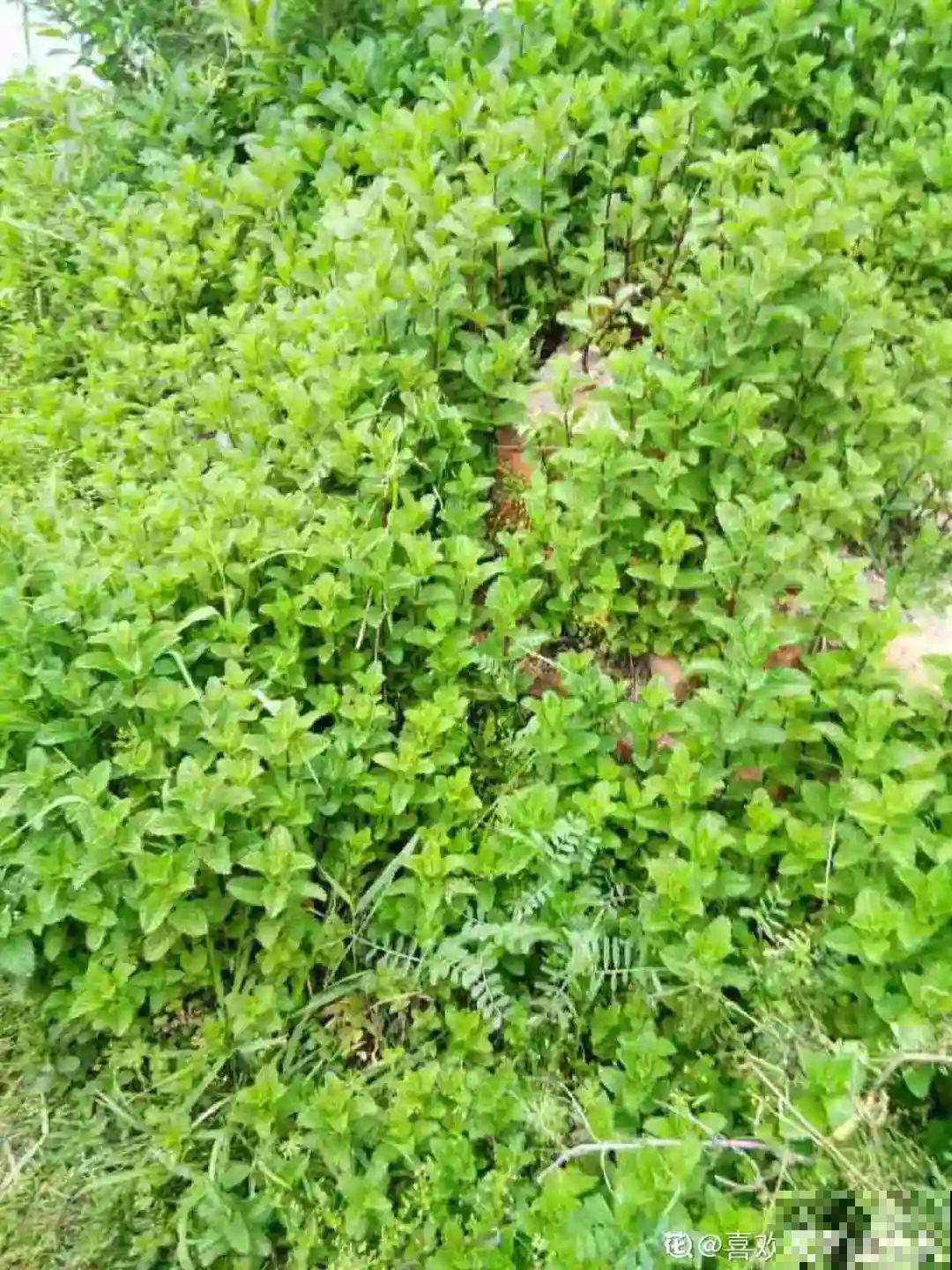 5种花最好别养,根钻得到处都是,砍都砍不尽! 5种花最好别养,根钻得到处都是,砍都砍不尽!