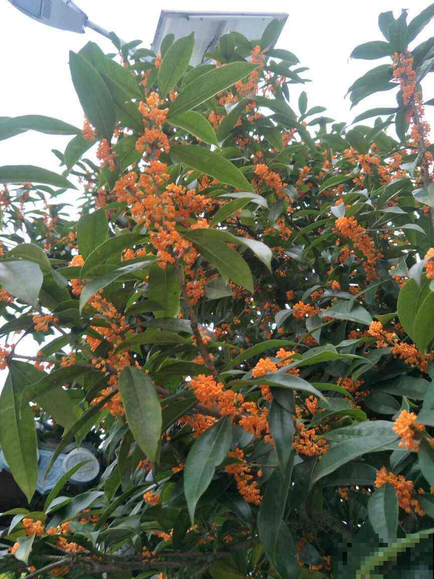 九月份养桂花，5个要点要记牢，不然花叶掉光了，只剩光杆