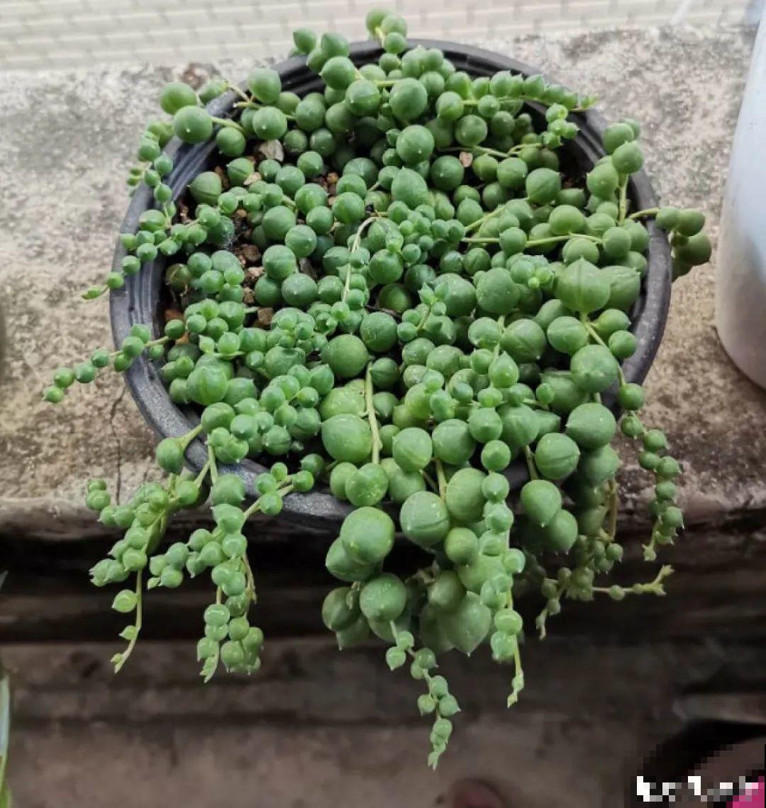 扦插这些花,只需摘几片叶子,生根太容易! 扦插这些花,只需摘几片叶子,生根太容易!