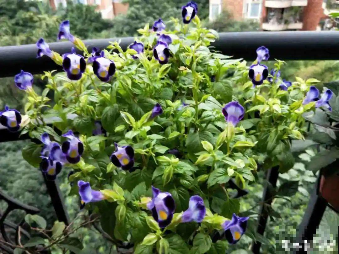 一次性的花，秋天开完就扔了，别浪费时间！