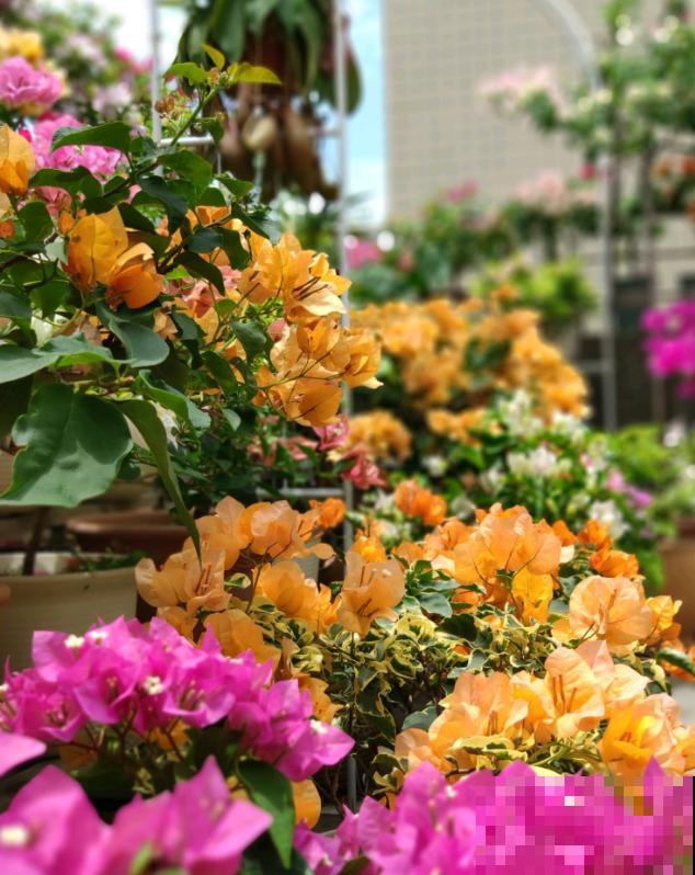 最适合各个地方养的花，快看你的家乡，适合养哪些花！