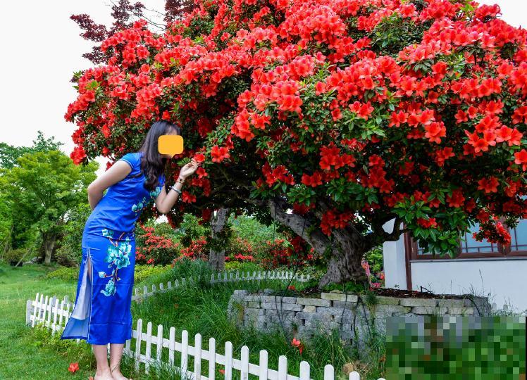 407岁古树，熊孩子玩火烧坏，只剩树皮还能活？