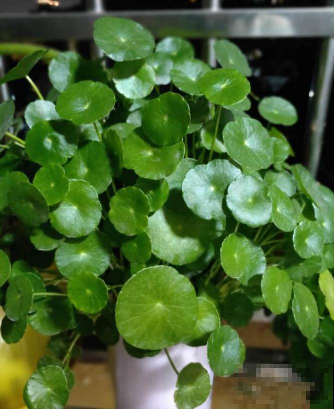 养这3种花,千万别买种子,十有八九是假的! 养这3种花,千万别买种子,十有八九是假的!