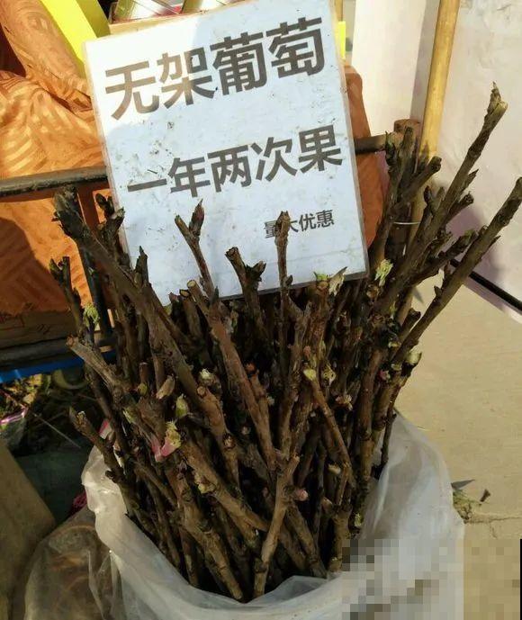 7种花,全是骗人的,白花冤枉钱! 7种花,全是骗人的,白花冤枉钱!