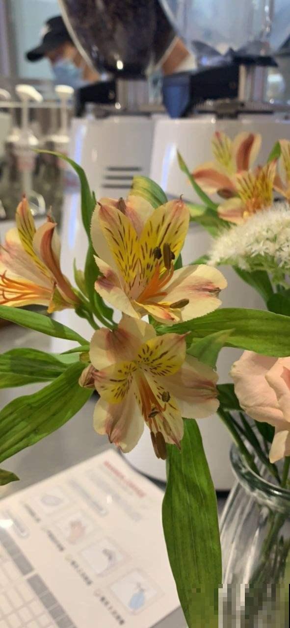 花友新宠六出花,鲜艳俏丽,开满盆特喜庆! 花友新宠六出花,鲜艳俏丽,开满盆特喜庆!