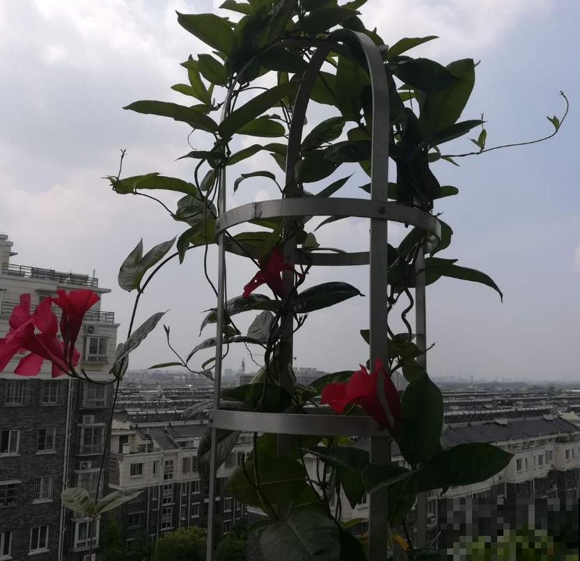 “开花机器”双腺藤,好看还爱爬墙,一年四季开花不停! “开花机器”双腺藤,好看还爱爬墙,一年四季开花不停!