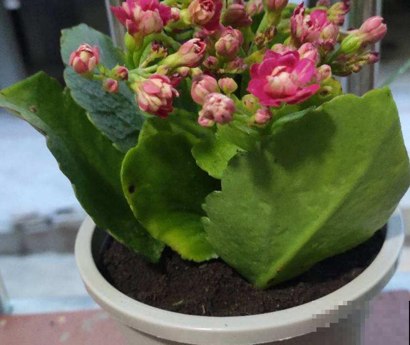 遇到玄灰蝶要小心,赶快防护,泛滥之后让你哭! 遇到玄灰蝶要小心,赶快防护,泛滥之后让你哭!