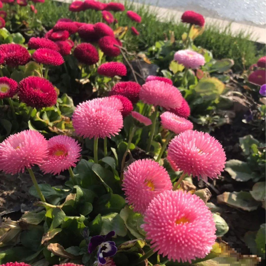 看图猜花名，100道题，测你的养花天分！