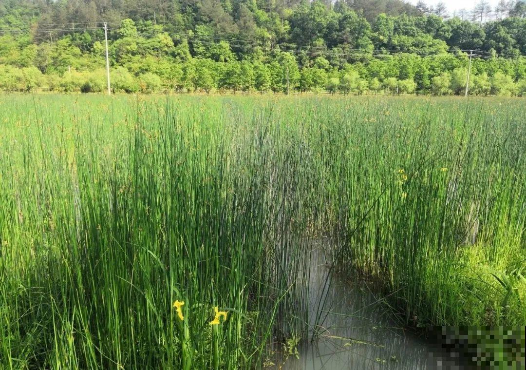 现在养风雨兰,大雨一淋,花开爆盆! 现在养风雨兰,大雨一淋,花开爆盆!