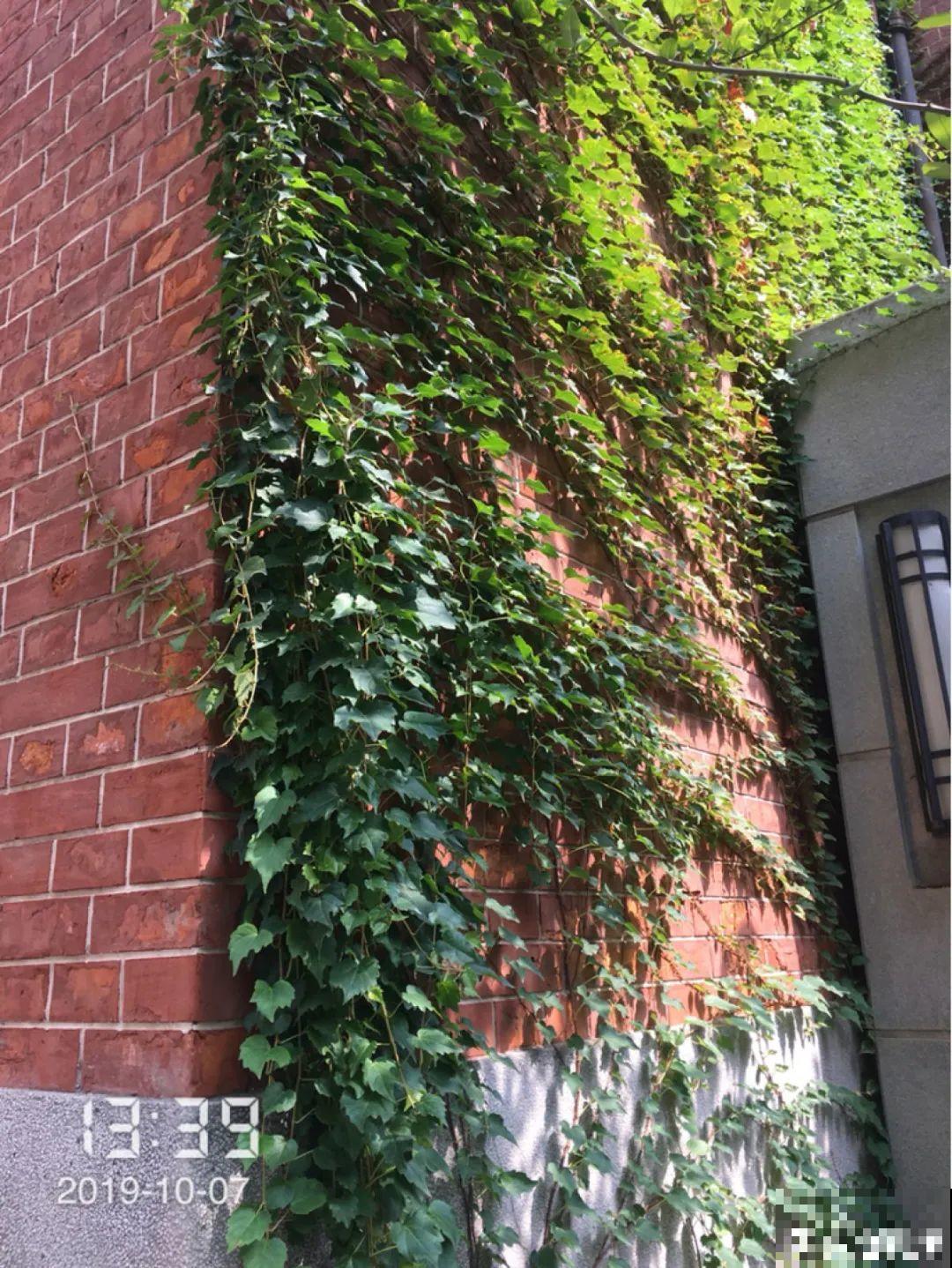 家里4个角落别浪费，分别养些好看的花，一年就能变花园！