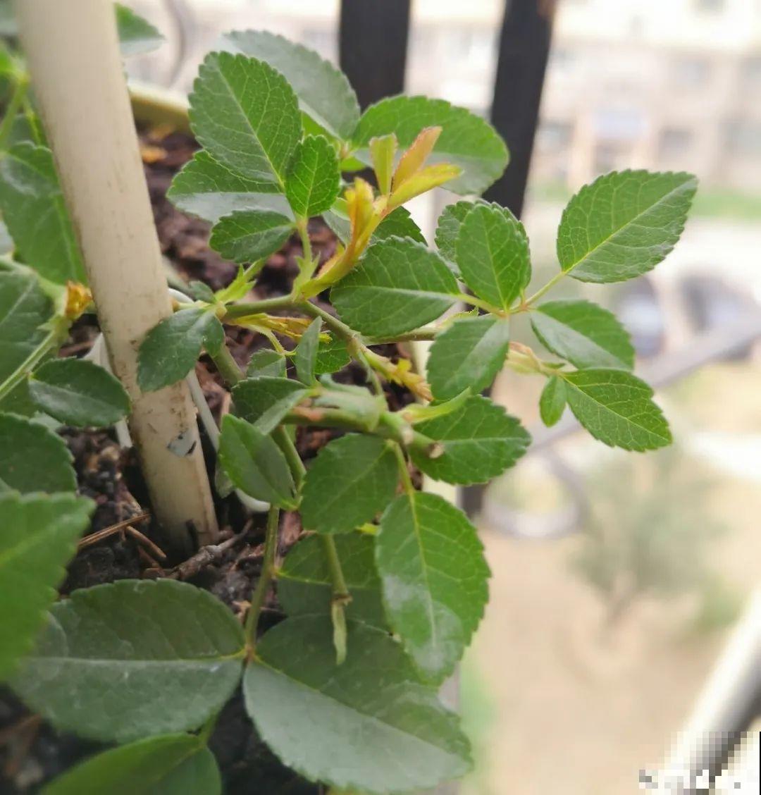 立秋后养花,8个注意事项,把花养的像白菜! 立秋后养花,8个注意事项,把花养的像白菜!