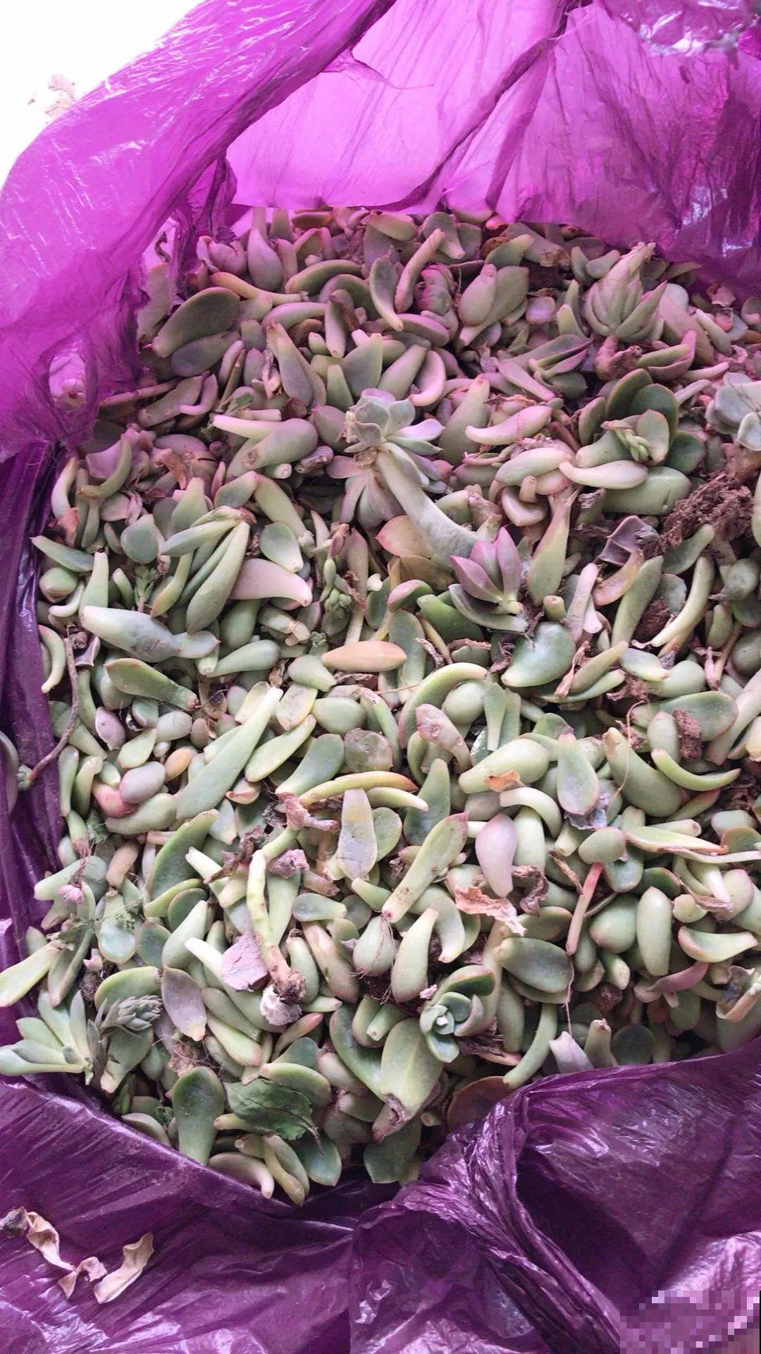 花堆成山,捡到手软,大麻袋都装不下了! 花堆成山,捡到手软,大麻袋都装不下了!