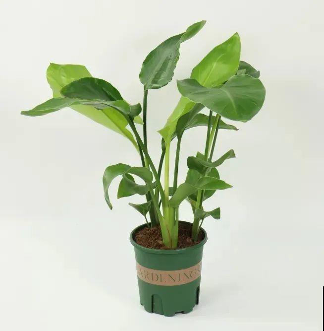 客厅摆盆它，叶子竖着长，有品位、上档次！