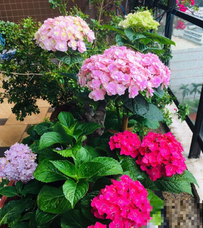 吐槽：那些不喜欢养花的人，总是这么说！