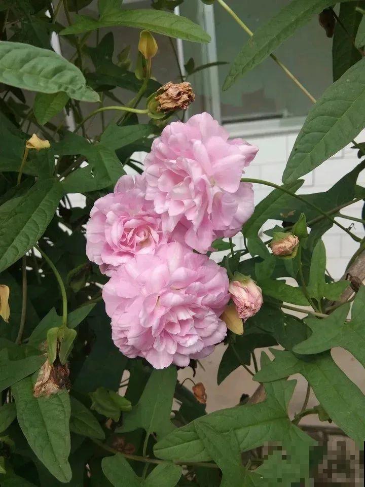 这花太好养,-40℃冻不死,1年能长6米! 这花太好养,-40℃冻不死,1年能长6米!