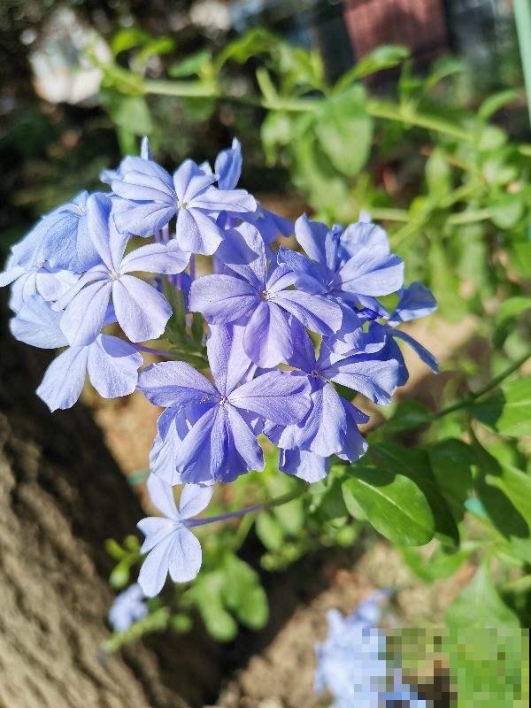 家里南阳台,就得种点阳性花,太阳越大开花越多 家里南阳台,就得种点阳性花,太阳越大开花越多