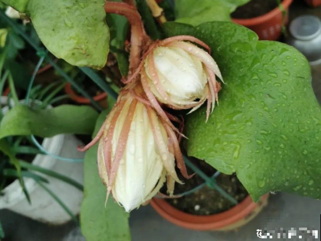 11种花,下个月就开花,现在养护是关键! 11种花,下个月就开花,现在养护是关键!