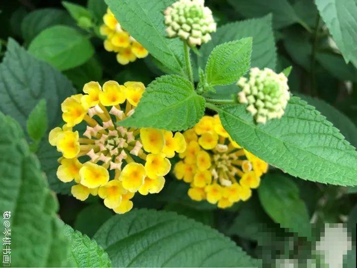 20种有毒花,出门别乱摘,有小孩的特别注意 20种有毒花,出门别乱摘,有小孩的特别注意