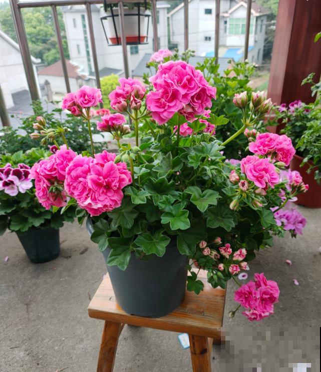 天竺葵最美的20个品种,不养一盆,对不起自己! 天竺葵最美的20个品种,不养一盆,对不起自己!