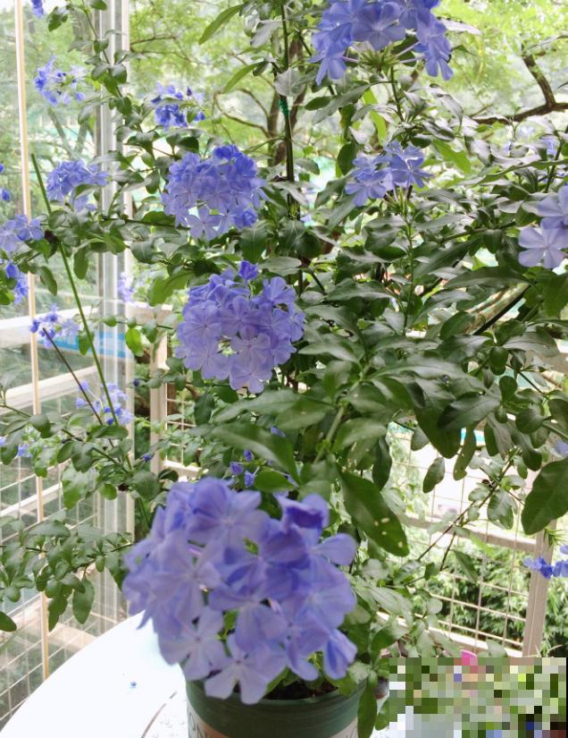 她家的花一开，就赶紧画成水彩画，比真花还美！