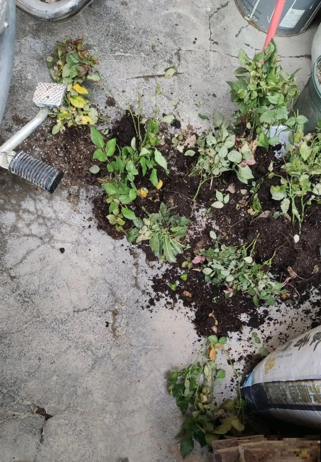 花堆成山,捡到手软,大麻袋都装不下了! 花堆成山,捡到手软,大麻袋都装不下了!