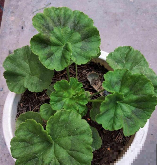 9月是最佳播种期,天竺葵从播种到开花,详细经验来啦! 9月是最佳播种期,天竺葵从播种到开花,详细经验来啦!