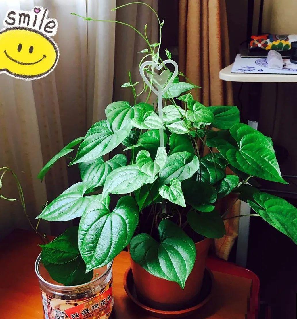 玉米地瓜，放久了自动变成盆栽，太好活了吧？