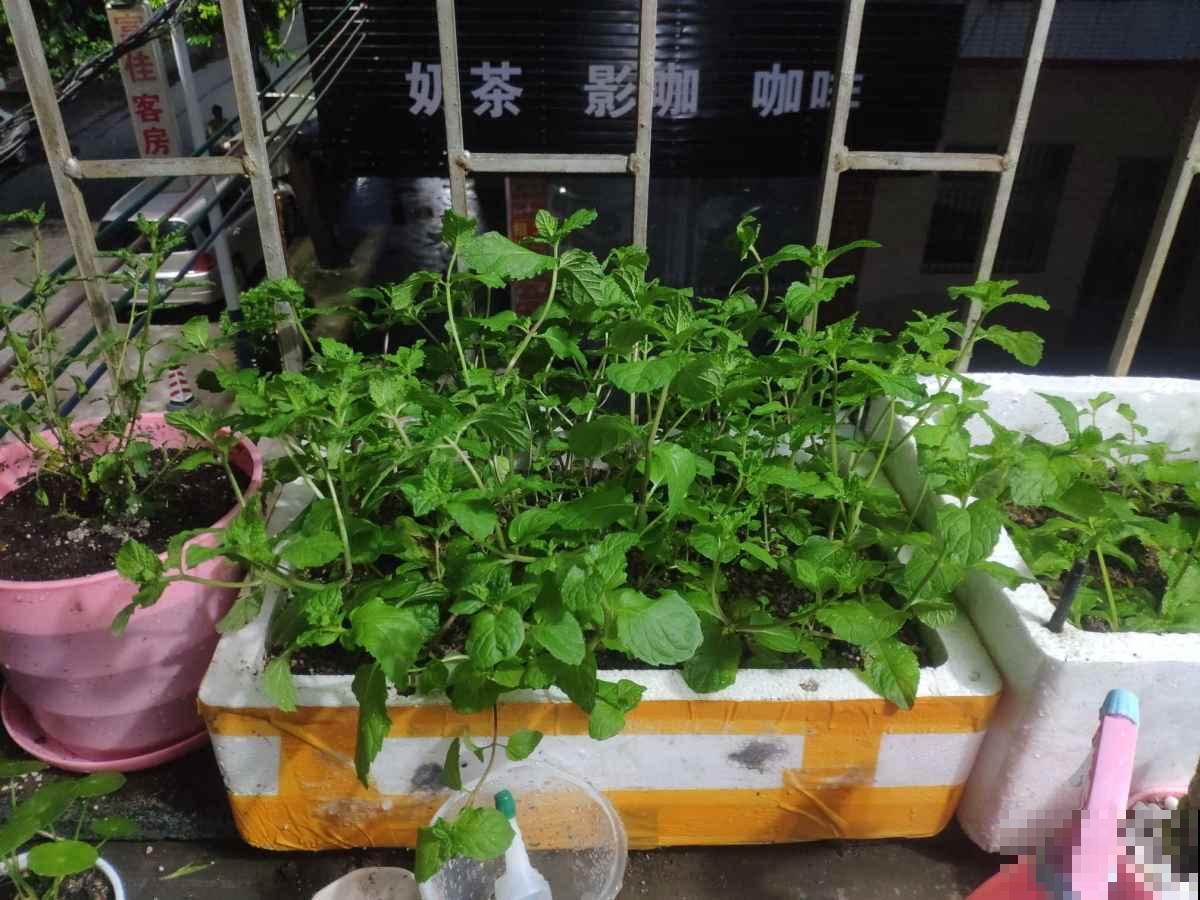 夏天养香草,摘下叶子能泡茶,还能清热解毒! 夏天养香草,摘下叶子能泡茶,还能清热解毒!