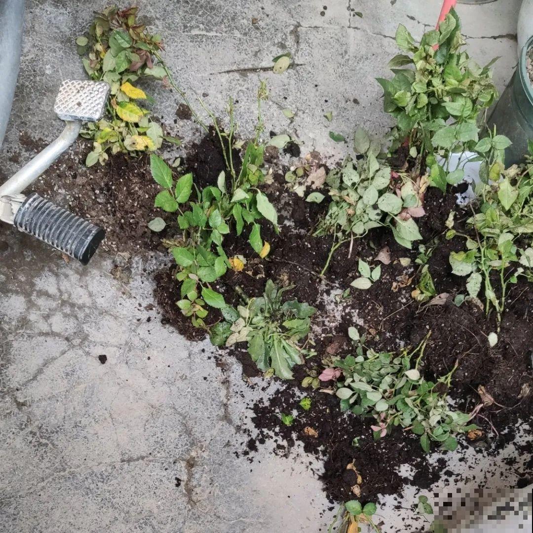 你扔的花,我捡回家,半个月起死回生! 你扔的花,我捡回家,半个月起死回生!