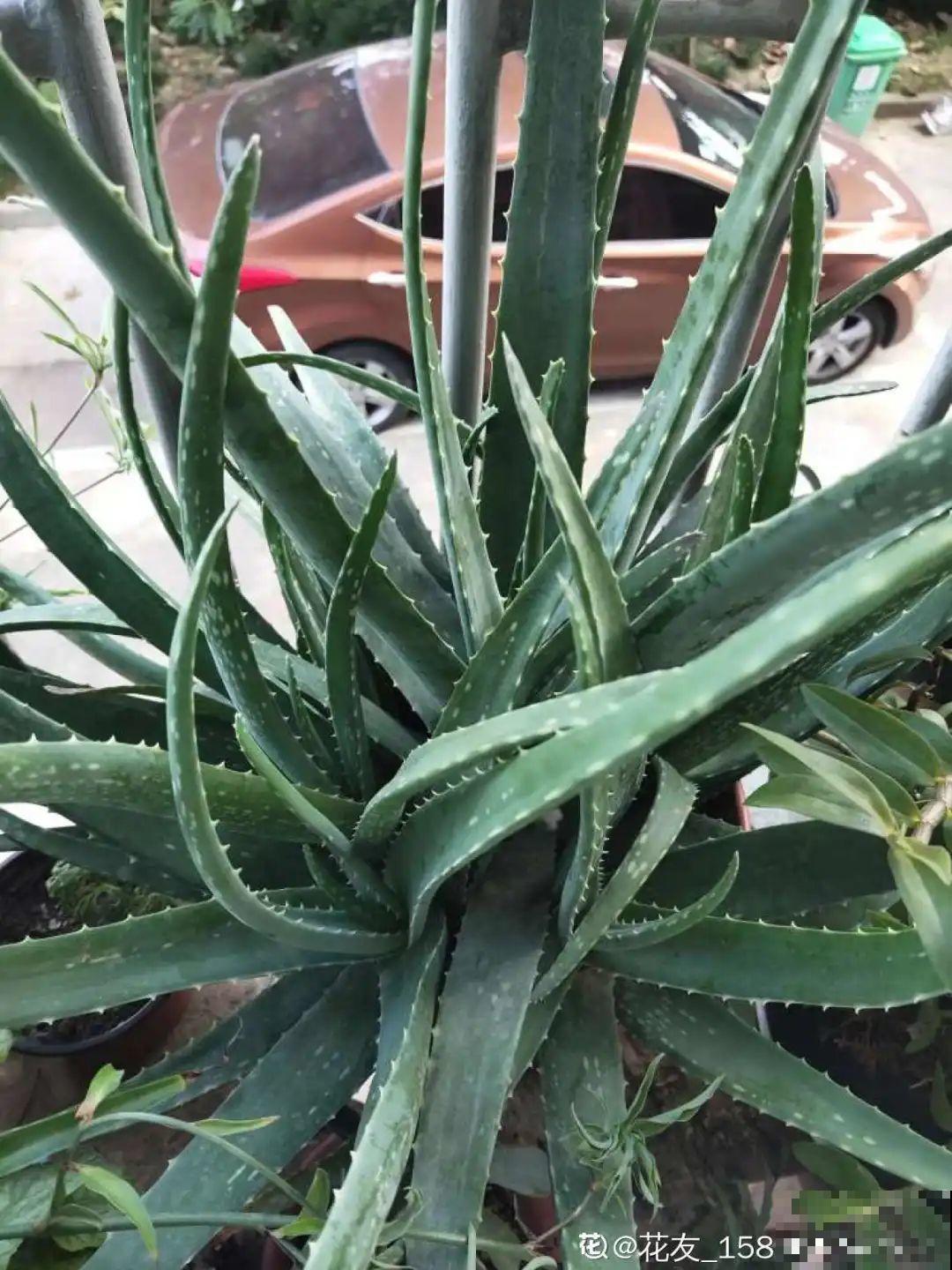 秋凉容易生虫子，月季招来害虫，必须赶紧换盆