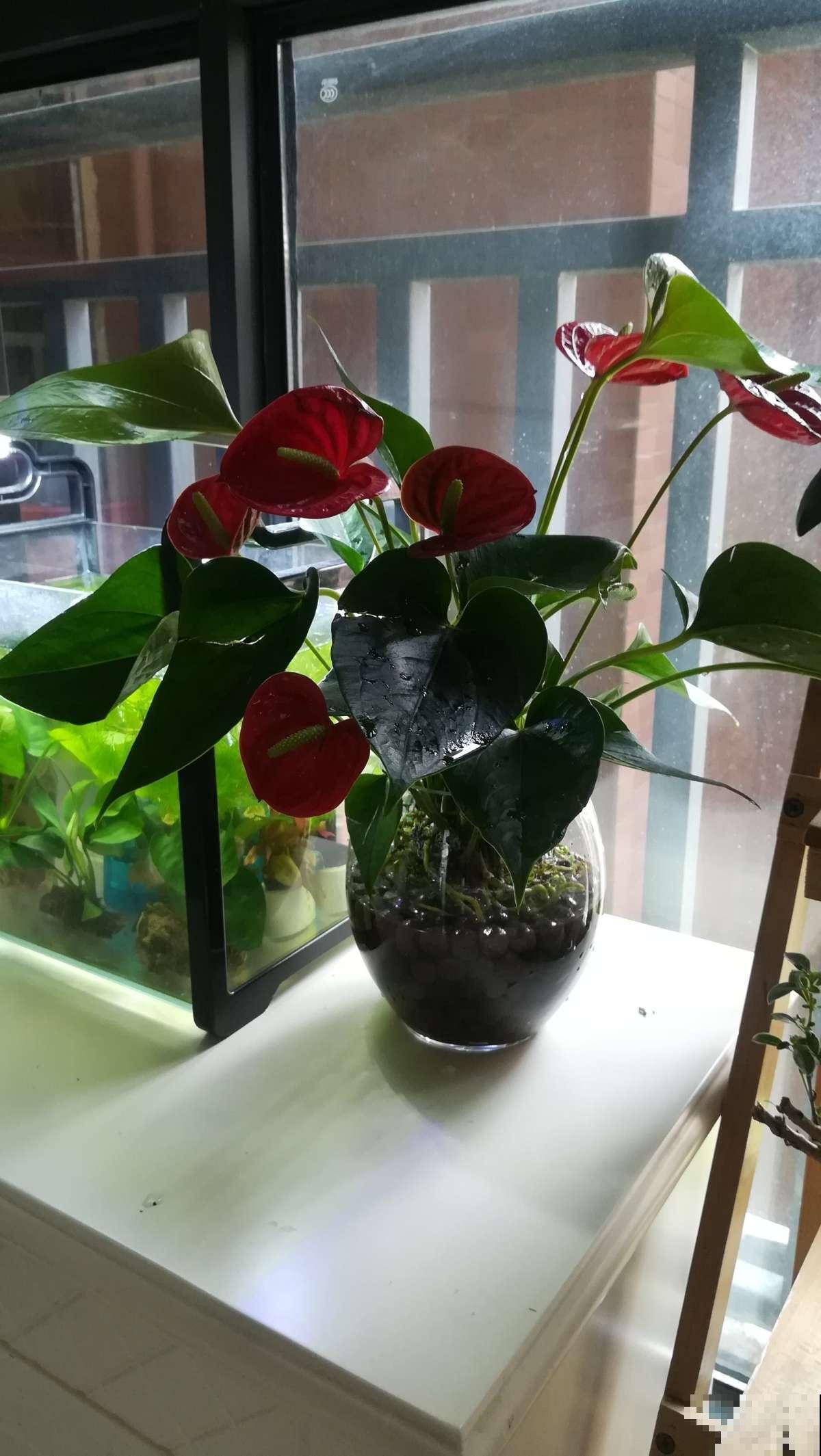 家里只有背阴阳台,又想养开花植物,种这5种植物就对了! 家里只有背阴阳台,又想养开花植物,种这5种植物就对了!