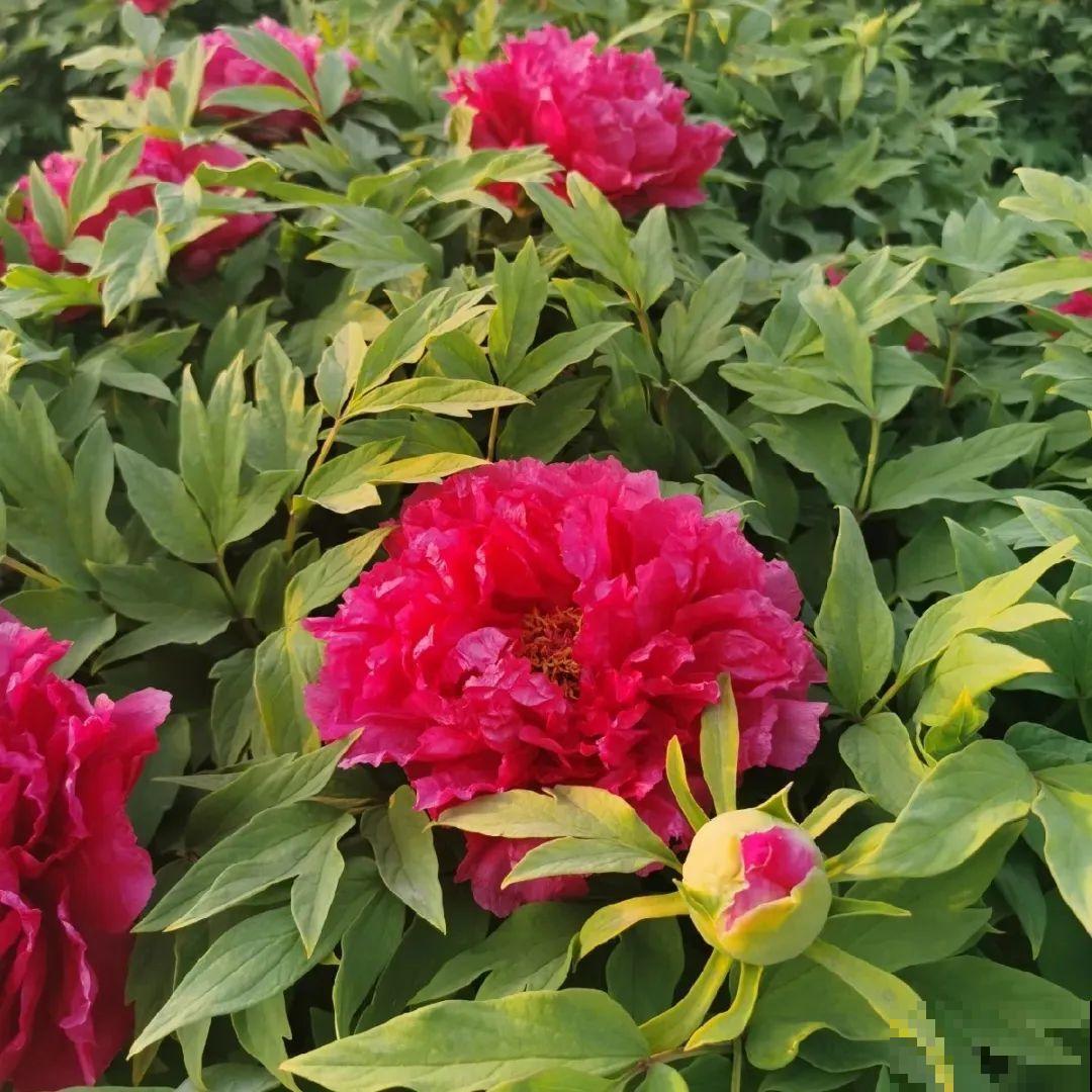 这花只能秋天养,埋土里就活,晚了再等一整年! 这花只能秋天养,埋土里就活,晚了再等一整年!