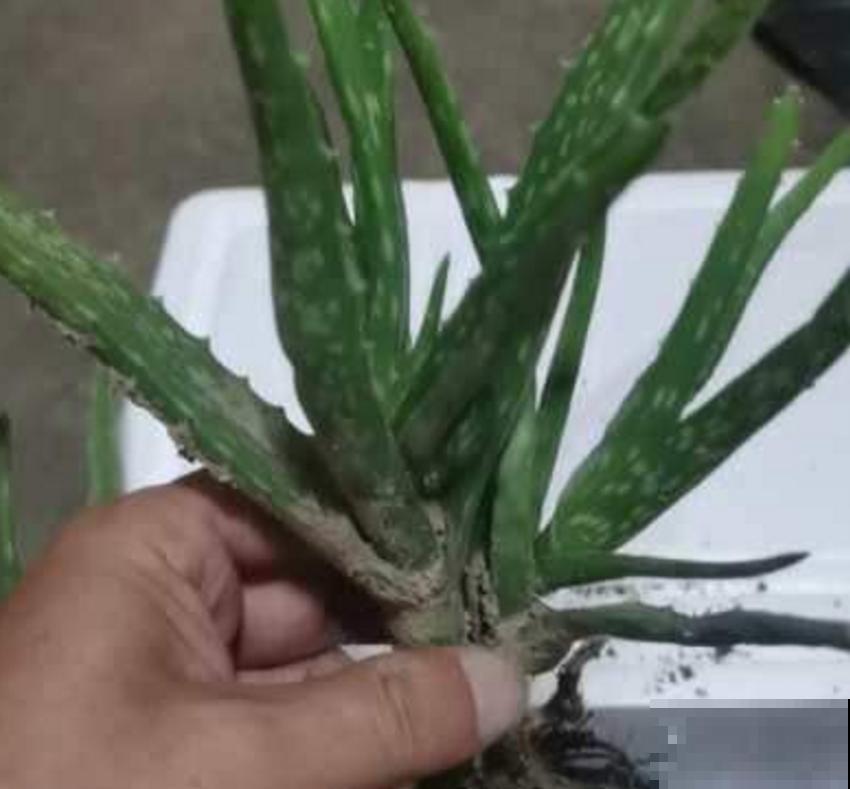 超可怜的芦荟，不浇水也不施肥，能活下来算奇迹！