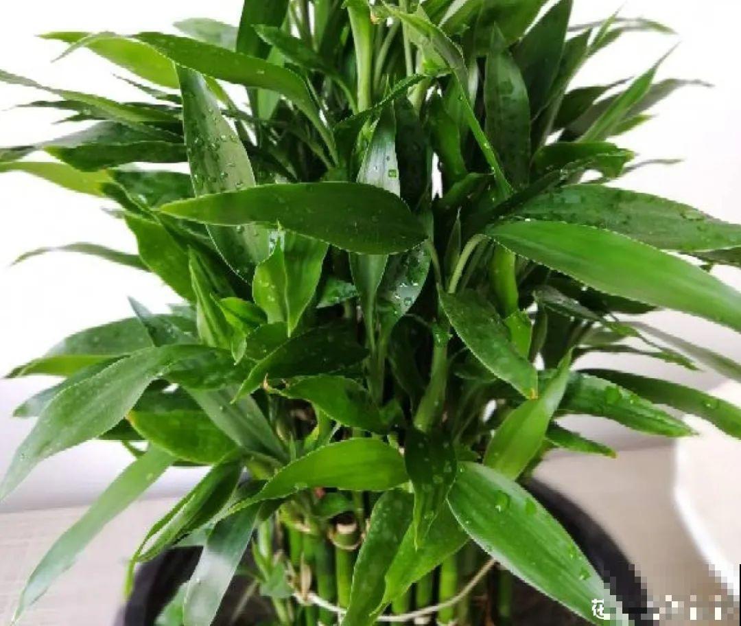 24种植物“净化器”,每个房间养一盆,太值了! 24种植物“净化器”,每个房间养一盆,太值了!