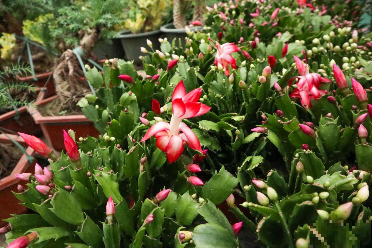 蟹爪兰秋天睡醒了，趁便宜赶紧入手，冬天就能爆满盆