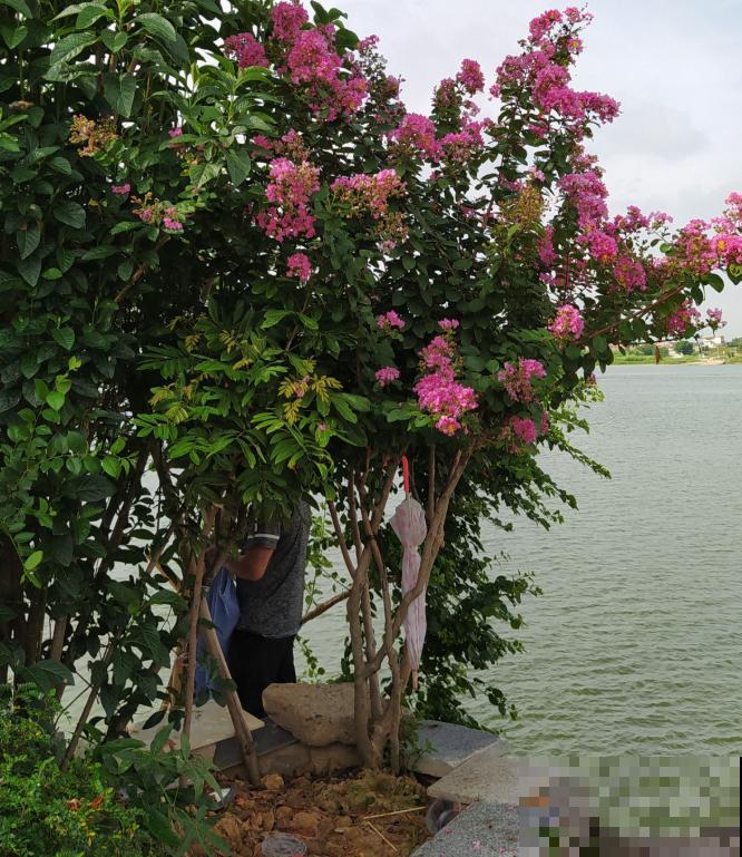 七旬老人,花6年时间在江边造花园,大风大浪都不怕! 七旬老人,花6年时间在江边造花园,大风大浪都不怕!