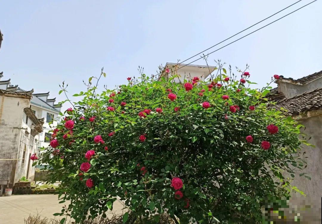 407岁古树，熊孩子玩火烧坏，只剩树皮还能活？