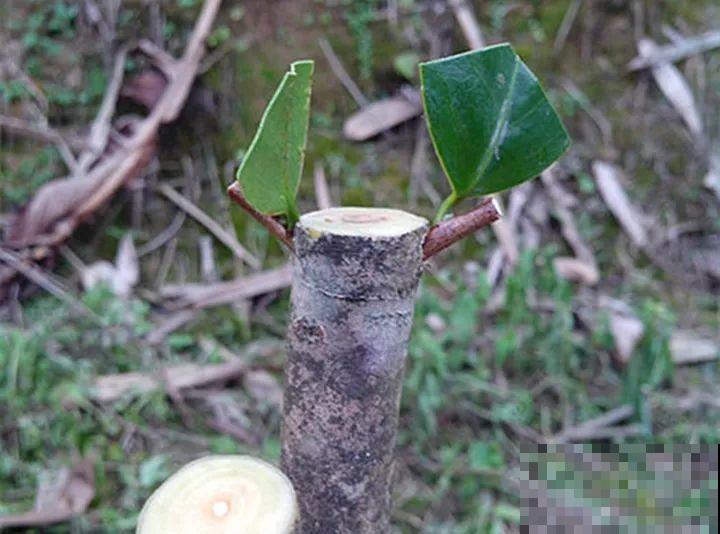 嫁接达人,玉树嫁接长寿上,花友直呼内行! 嫁接达人,玉树嫁接长寿上,花友直呼内行!